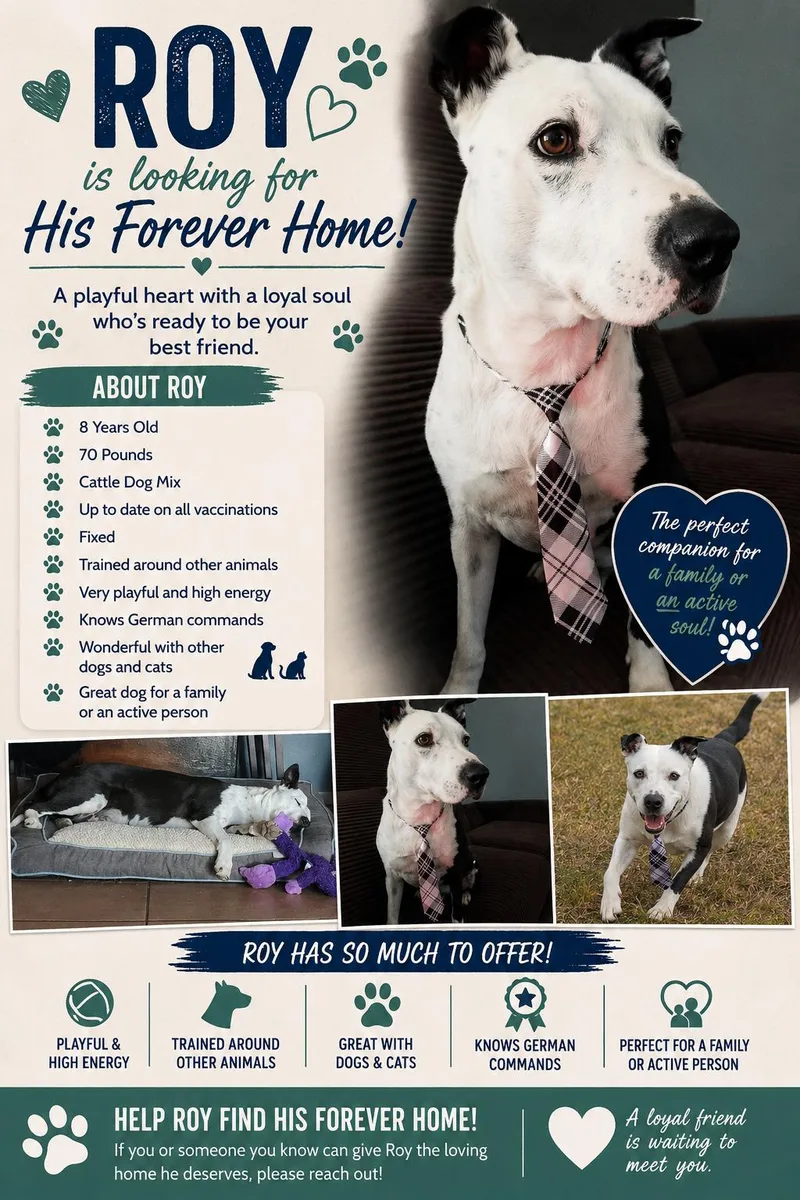An adult large-sized male White / Cream Cattle Dog dog named Roy for adoption in Yarnell, AZ