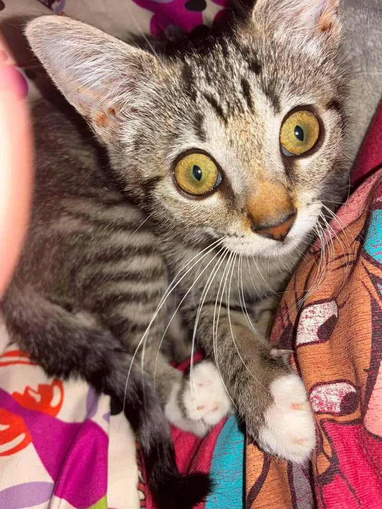 A baby small-sized female Domestic Short Hair cat named Fern Eleanor AG for adoption in Greenville, SC