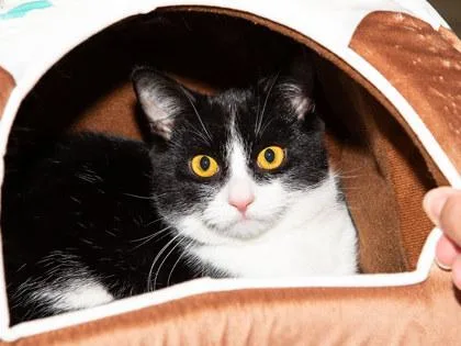 An adult small-sized male Domestic Short Hair cat named Todrick for adoption in Longmont, CO