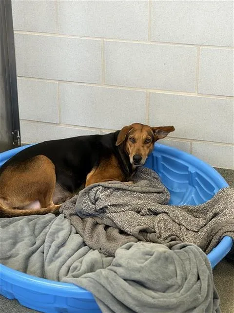 An adult medium-sized female Mixed Breed dog named Tudy for adoption in Dallas, TX