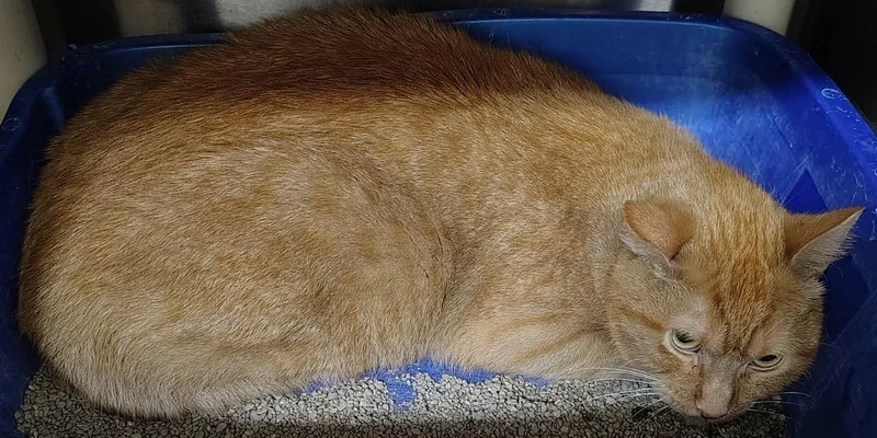 An adult medium-sized male Orange & White Domestic Short Hair cat named Megatron for adoption in Wahpeton, ND