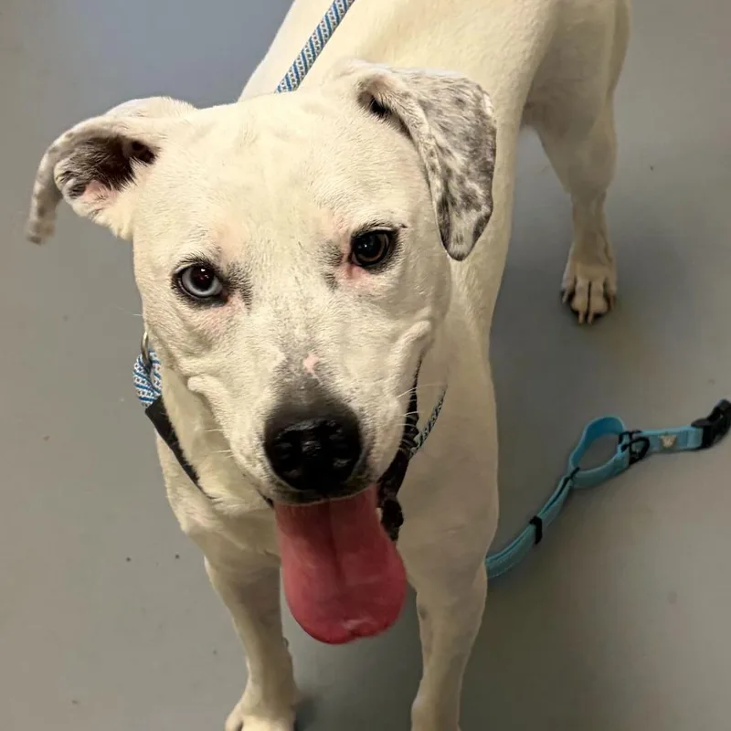 An adult medium-sized female White / Cream Mixed Breed dog named Pogo for adoption in Asheville, NC