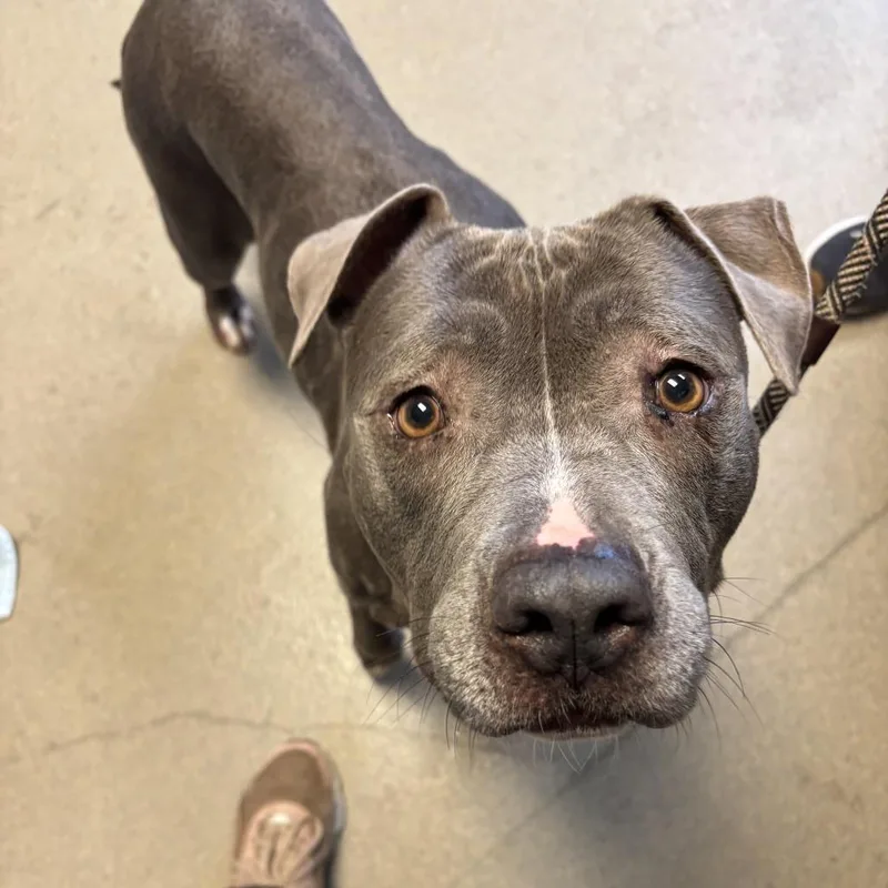 An adult large-sized female Gray / Blue / Silver Mixed Breed dog named Ellie for adoption in Fredericksburg, VA