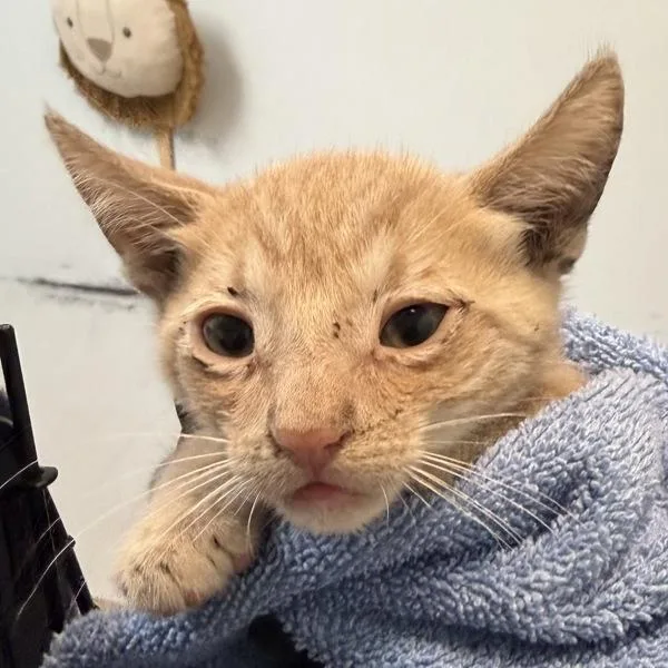 A baby small-sized male Domestic Short Hair cat named Mortimer for adoption in San Diego, CA