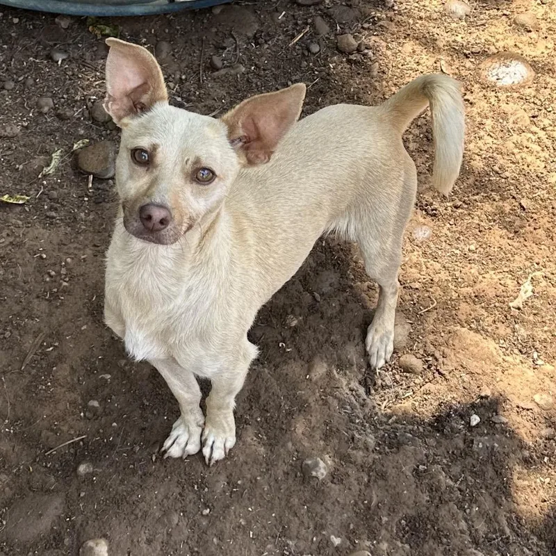 An adult small-sized male Yellow / Tan / Blond / Fawn Chihuahua dog named Tarzan for adoption in Chico, CA
