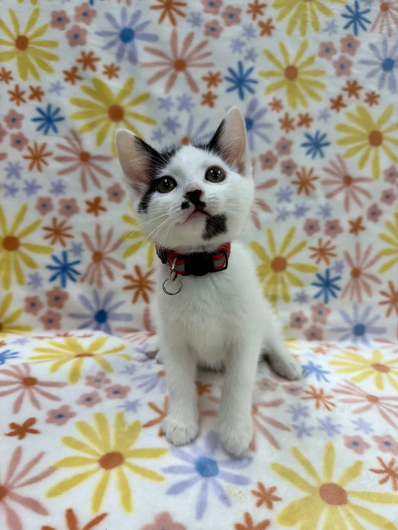 A baby medium-sized female White Domestic Short Hair cat named Christie for adoption in Columbus, OH
