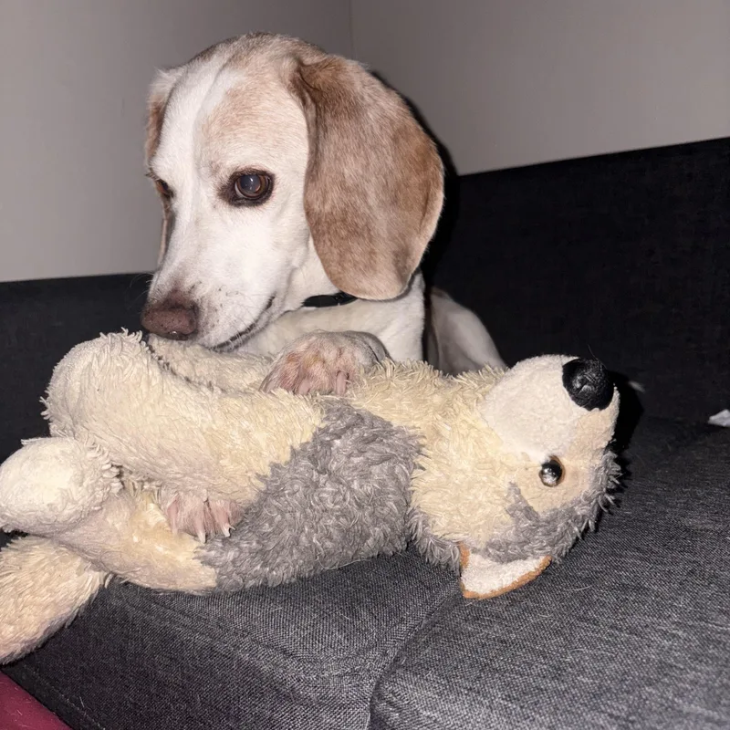 A senior medium-sized male Yellow / Tan / Blond / Fawn Beagle dog named Dwight for adoption in Phoenix, AZ