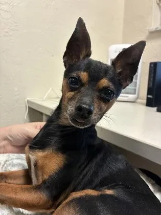 An adult small-sized male Miniature Pinscher dog named Sonny for adoption in Gainesville, FL