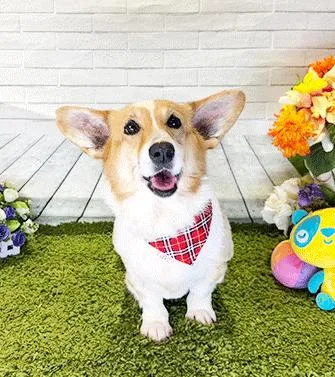 A senior medium-sized female Brown / Chocolate Corgi dog named Coru for adoption in Castro Valley, CA