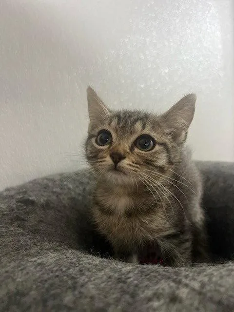 A baby small-sized female Domestic Short Hair cat named Huck for adoption in Lovingston, VA