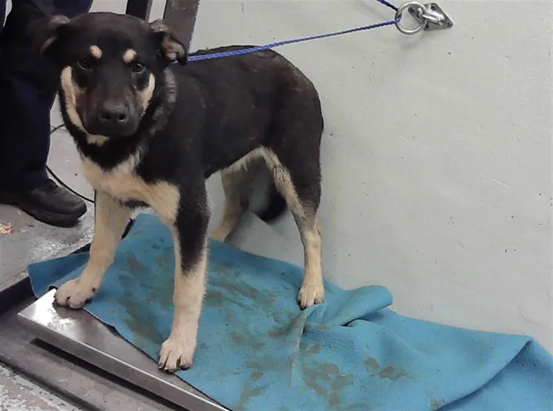 A young medium-sized male German Shepherd Dog dog named Mikey for adoption in Houston, TX