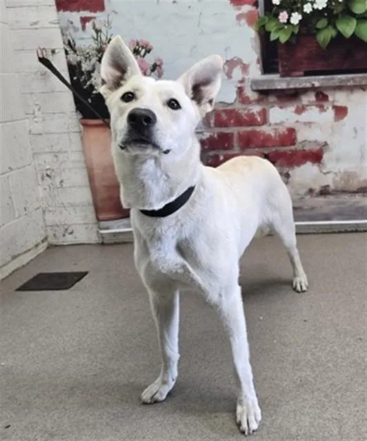 A young large-sized female German Shepherd Dog dog named Mary Kate for adoption in San Bernardino, CA