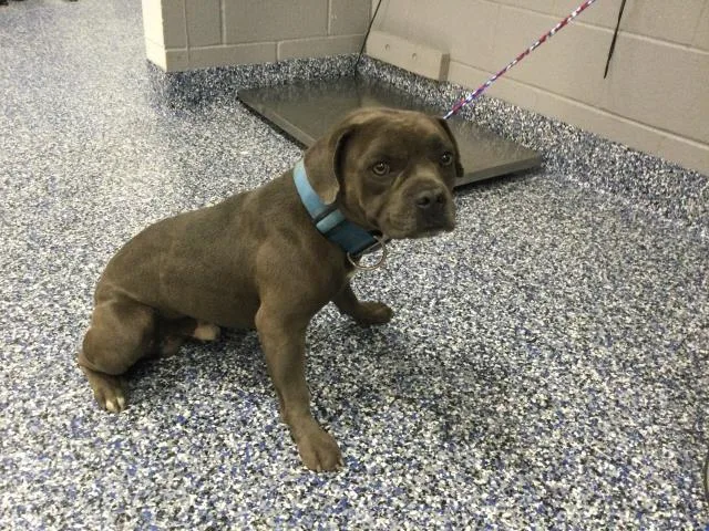 An adult medium-sized male Pit Bull Terrier dog named A for adoption in Thousand Palms, CA