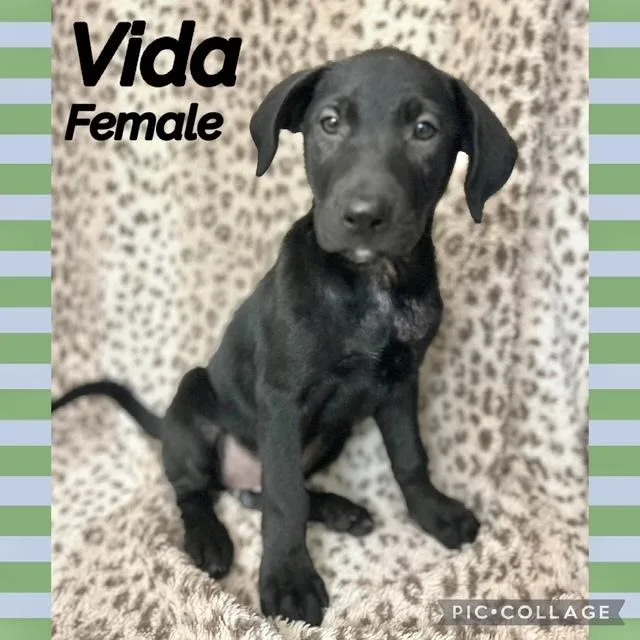 A baby medium-sized female Labrador Retriever dog named Vida for adoption in Manchester, CT