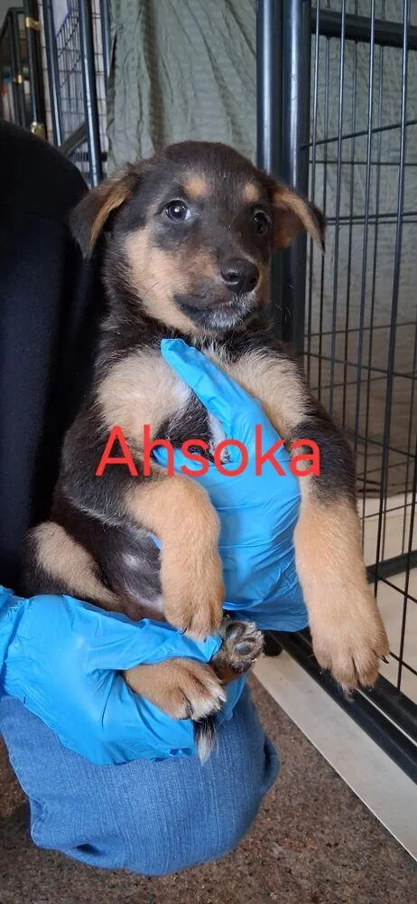 Ahsoka