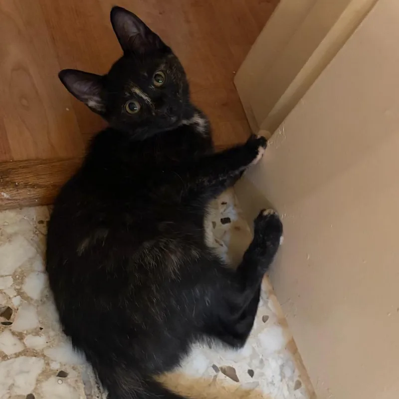A baby small-sized female Black Domestic Short Hair cat named Midnight for adoption in League City, TX