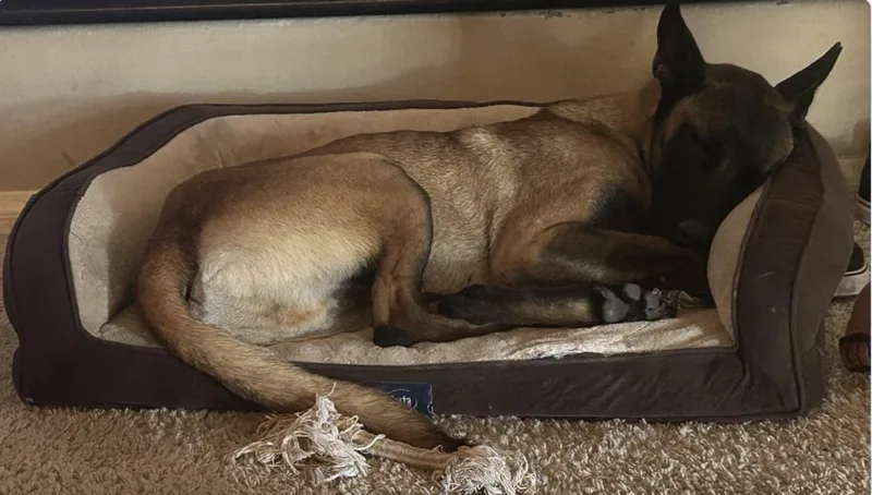 Rocco Located In Ut thumbnail 3