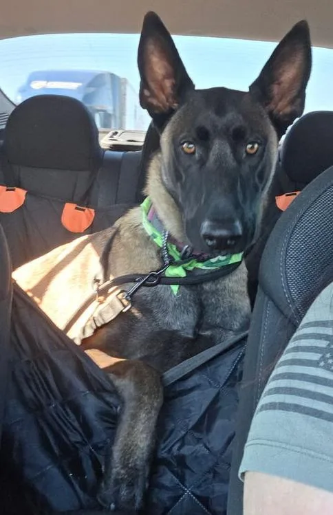 Rocco Located In Ut thumbnail 4