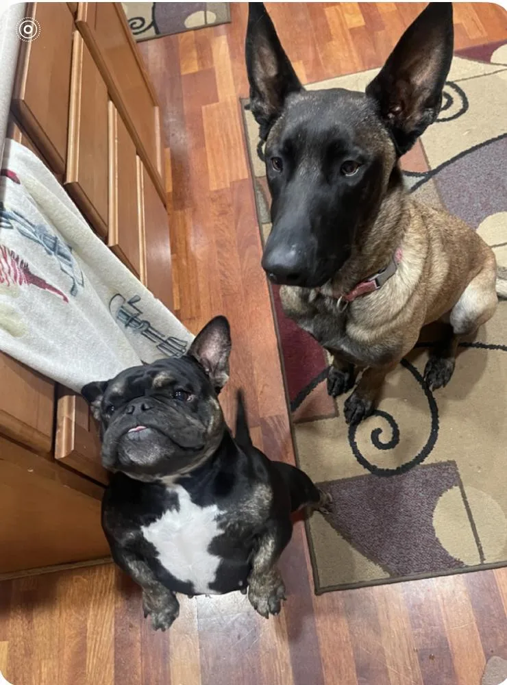 Rocco Located In Ut thumbnail 5