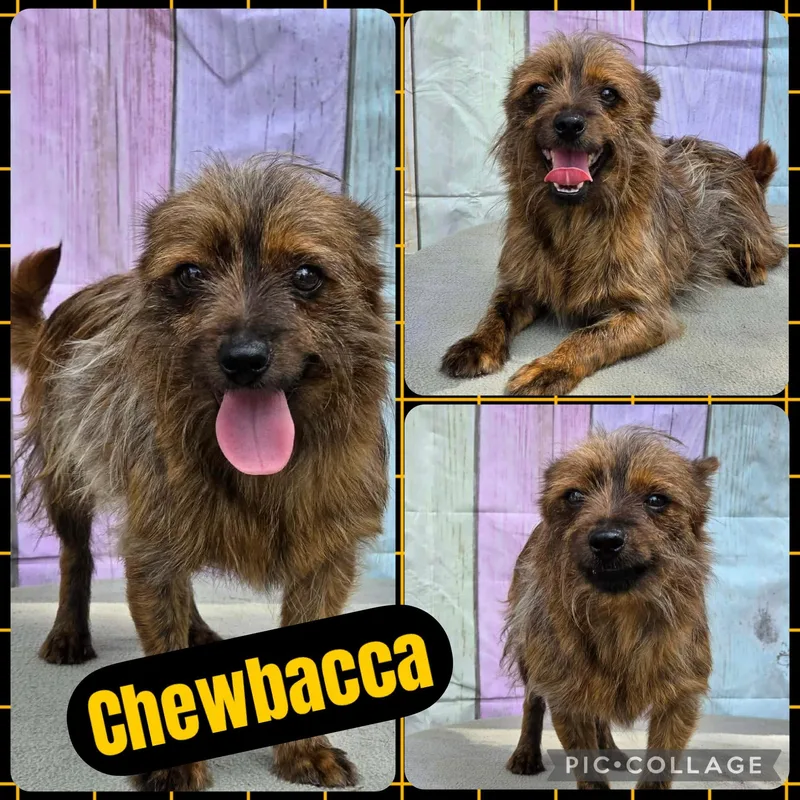 Chewbacca