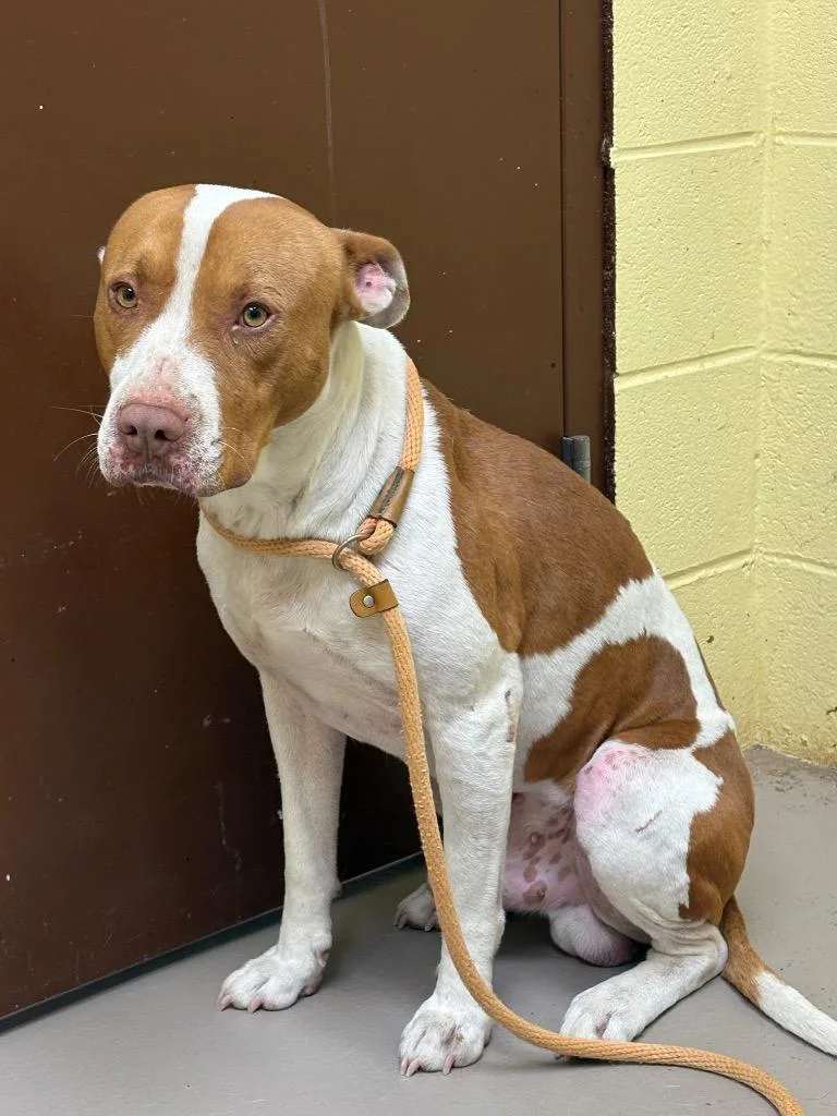 Smooches thumbnail 2