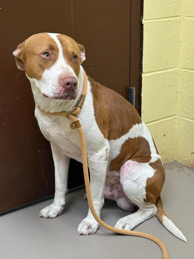 Smooches thumbnail 3