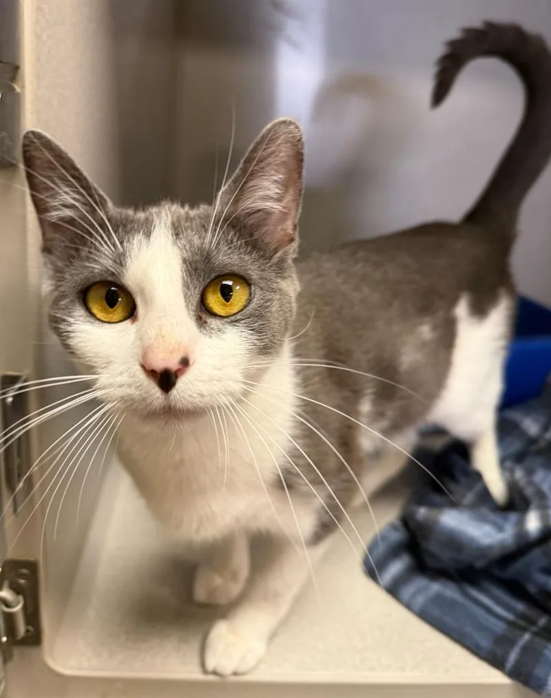 A young small-sized female Domestic Short Hair cat named Violet for adoption in Midland, TX