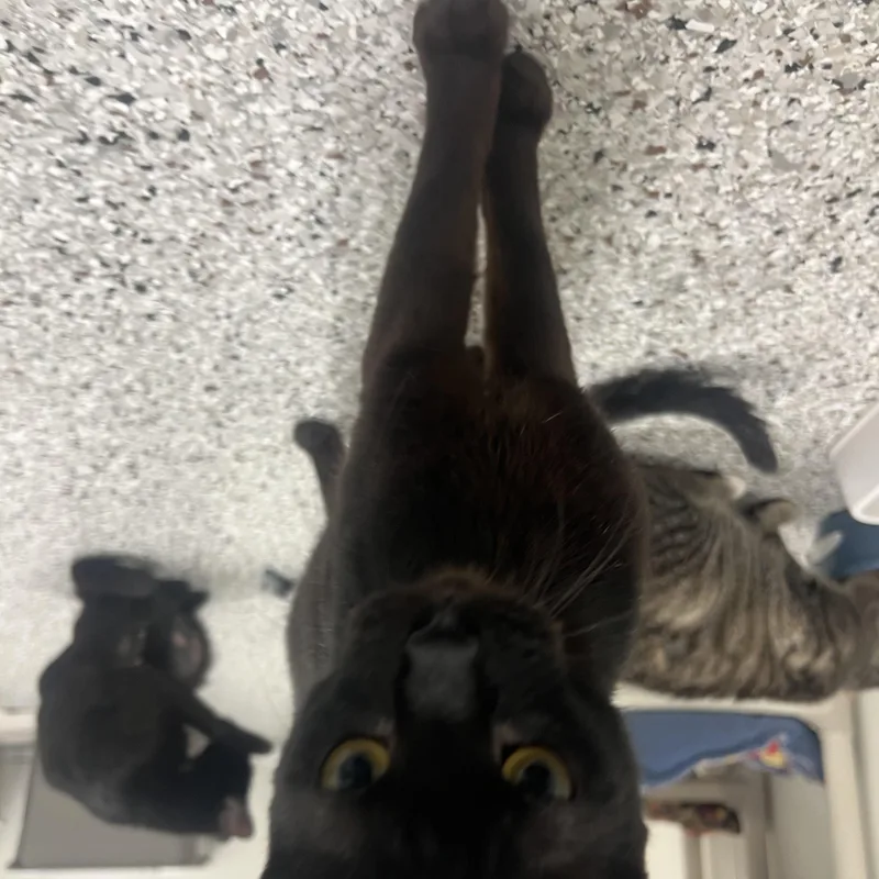 An adult medium-sized female Domestic Short Hair cat named Orchid for adoption in Mount Pleasant, MI