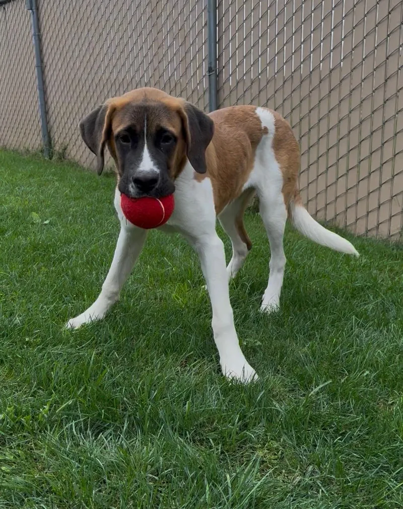 A baby extra large-sized female Saint Bernard dog named Cleo for adoption in Tiffin, OH