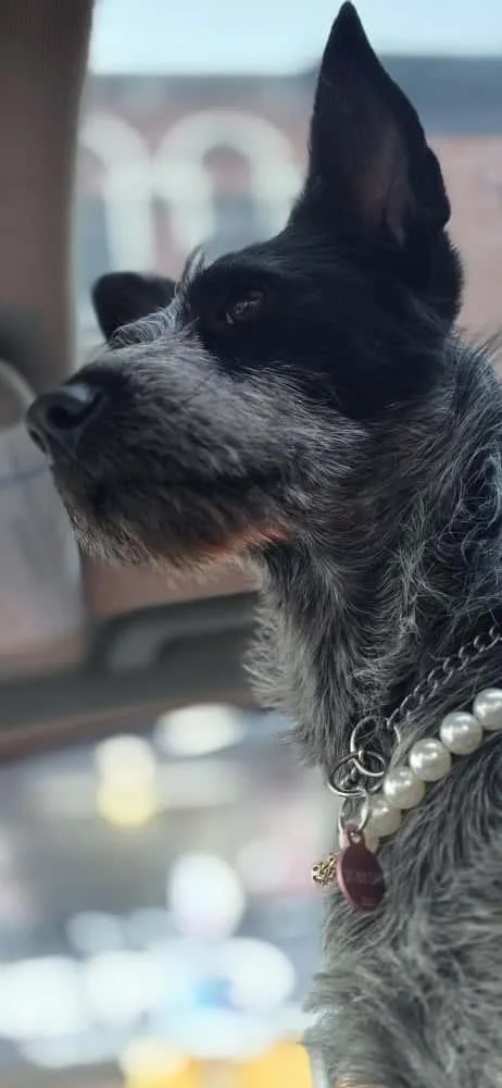 A young medium-sized female Gray / Blue / Silver Australian Cattle Dog / Blue Heeler dog named Audrey for adoption in Wayne, NJ