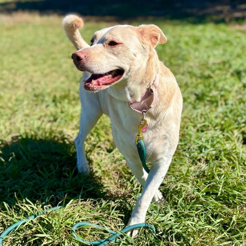 A senior large-sized female Yellow / Tan / Blond / Fawn Yellow Labrador Retriever dog named Crystal for adoption in Glenwood Springs, CO