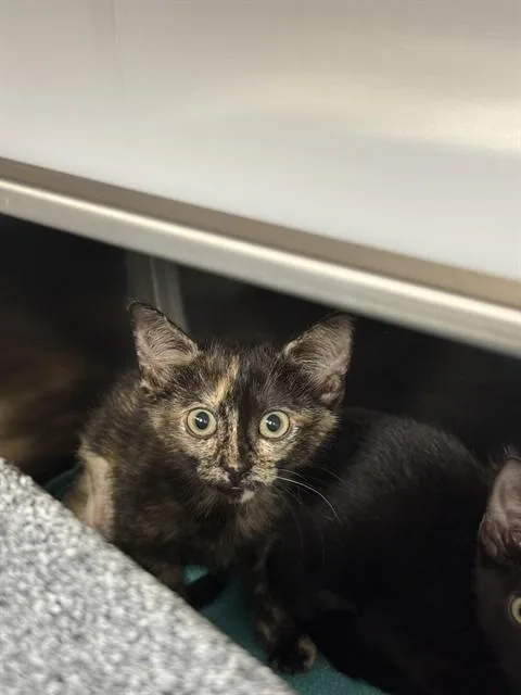 A baby small-sized female Domestic Short Hair cat named Cayenne for adoption in Naples, FL