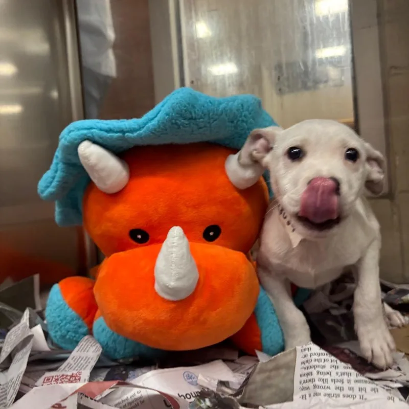 A baby small-sized male Pit Bull Terrier dog named Wyatt for adoption in East Hanover, NJ