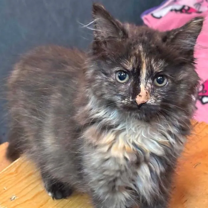 Bebe