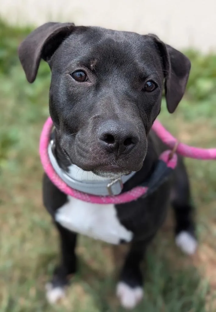 A baby medium-sized male Terrier dog named Stefan for adoption in Defiance, OH
