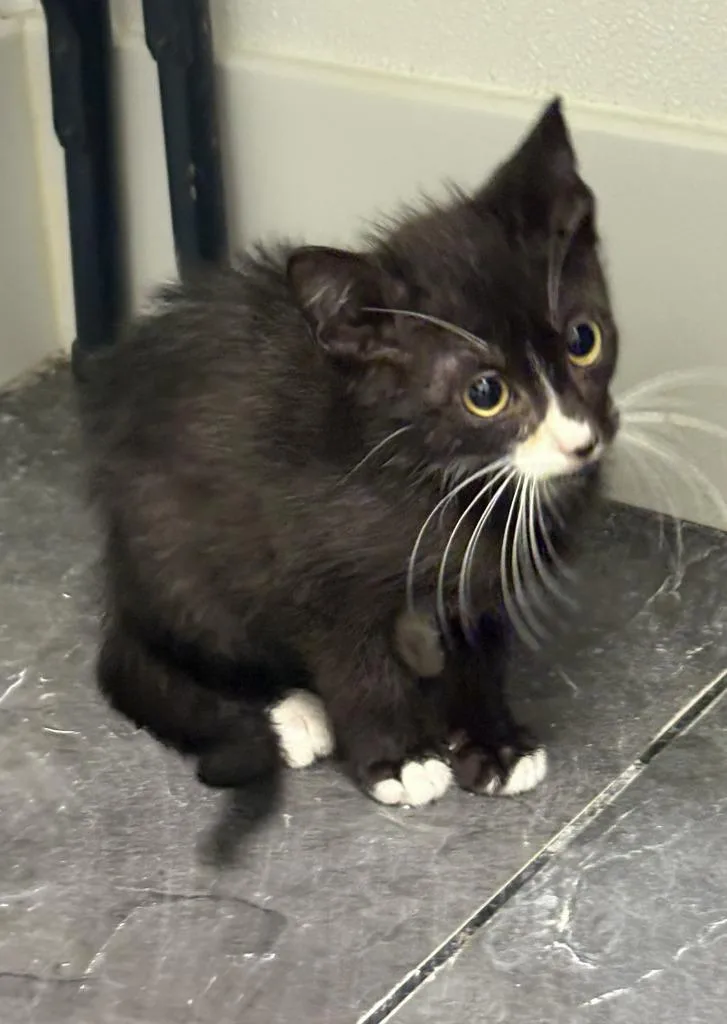 A baby medium-sized male Domestic Short Hair cat named Hermie for adoption in St. Cloud, MN