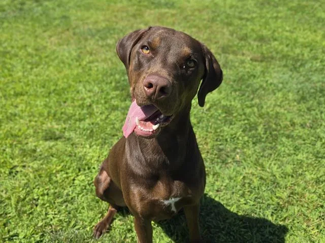 Hershey