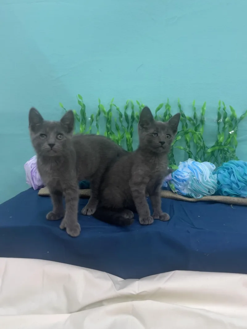A baby medium-sized male Gray / Blue / Silver Domestic Short Hair cat named Marlin for adoption in Xenia, OH