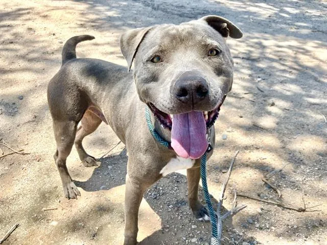 An adult large-sized male Pit Bull Terrier dog named Meatball for adoption in Albuquerque, NM