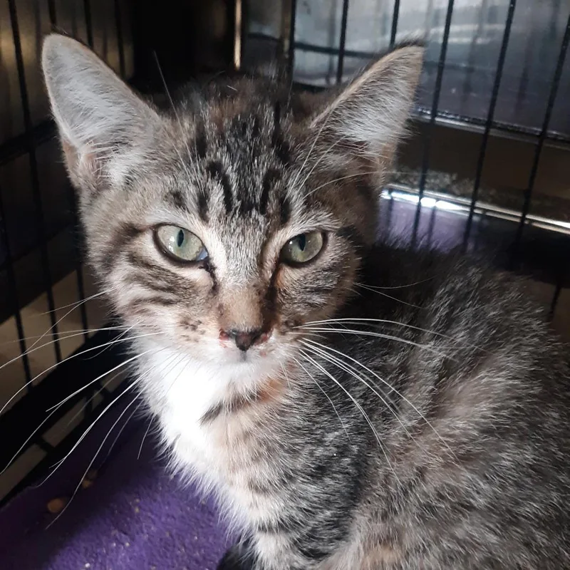 A baby small-sized female Brown / Chocolate Domestic Short Hair cat named Hazel for adoption in Spokane, WA