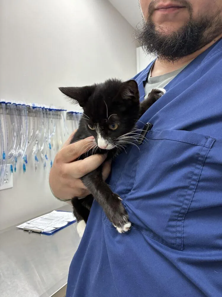 A baby small-sized male Domestic Short Hair cat named Neptune for adoption in Marietta, GA