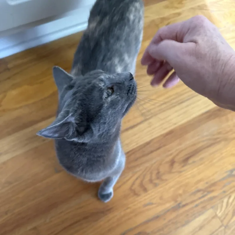 A young medium-sized female Dilute Tortoiseshell Domestic Short Hair cat named Noelle for adoption in SNOW HILL, NC