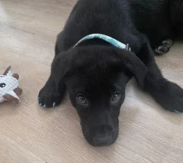 A baby medium-sized male Black Labrador Retriever dog named Ribsy for adoption in Schaumburg, IL