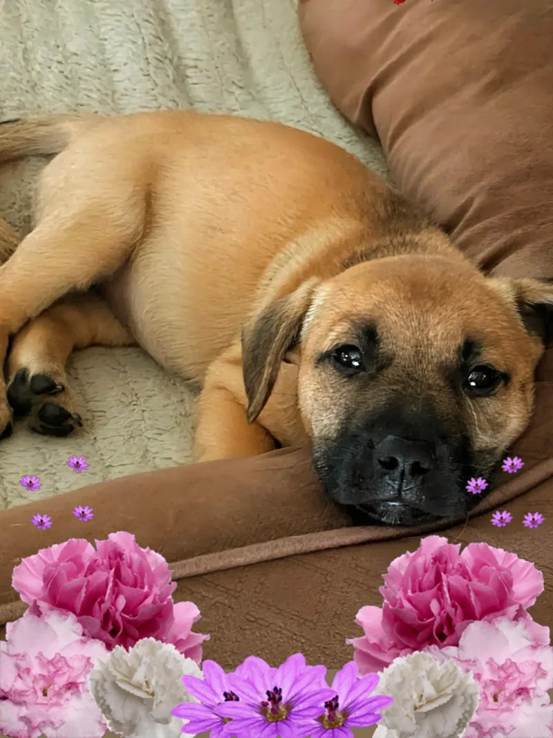 A baby medium-sized female Black Mouth Cur dog named Muffin for adoption in Kingwood, TX
