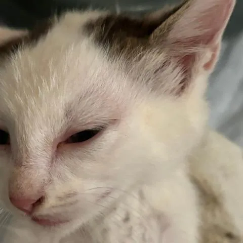 A baby small-sized male Buff / Tan / Fawn Domestic Short Hair cat named Stetson for adoption in Gordonsville, TN