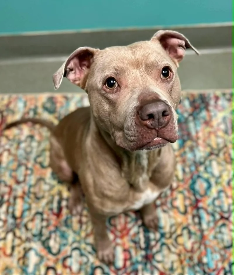 Nala