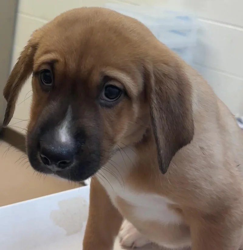 A baby small-sized female Mountain Cur dog named Zeva for adoption in Elizabethton, TN