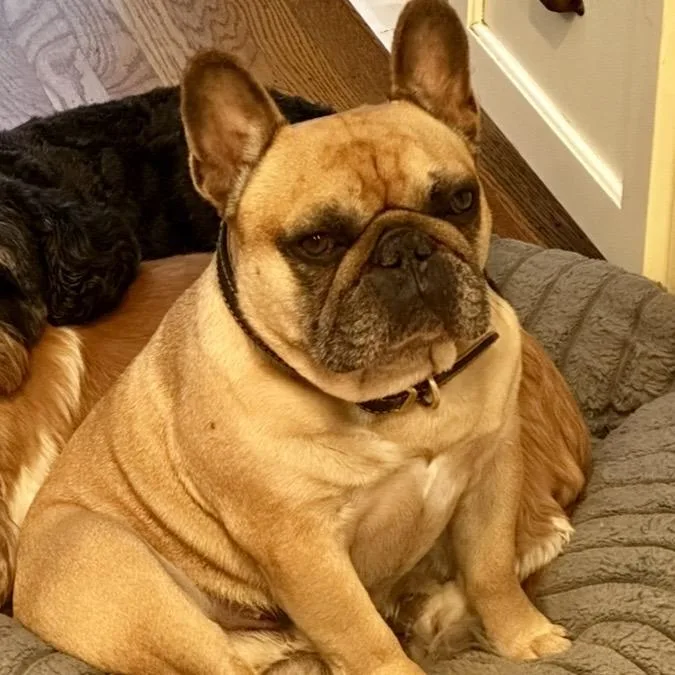 An adult small-sized male French Bulldog dog named Kobe for adoption in San Mateo, CA