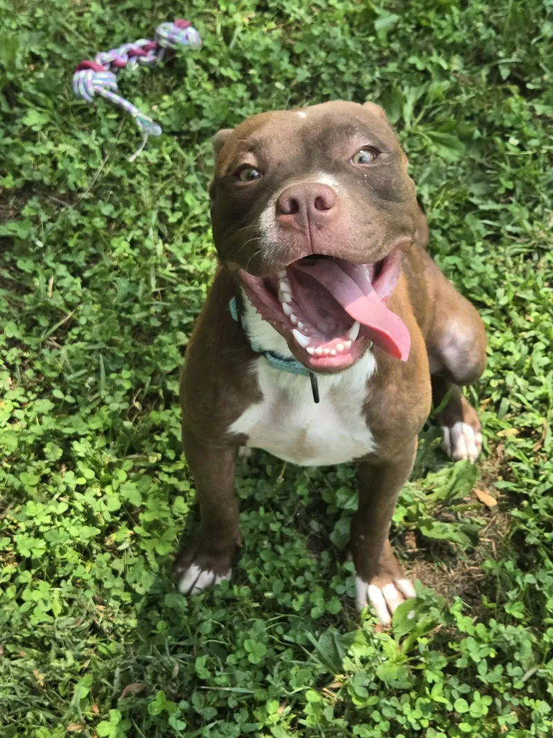 A young medium-sized male Mixed Breed dog named Todd for adoption in Point Pleasant, WV