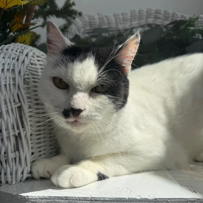 An adult medium-sized female White Domestic Short Hair cat named Horchata BC for adoption in Eaton Rapids, MI
